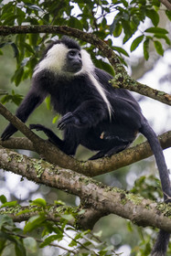 Rwanda, Province de l’Ouest, Gisakura, Parc national de Nyungwe, Colobe de Ruwenzori (Colobus angolensis ruwenzorii) pendant un safari à pied dans la forêt tropicale humide naturelle