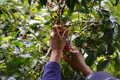 Panama, Chiriqui province, Boquete, Coffee Plantation Finca Lerida, catui coffee beans harvesting