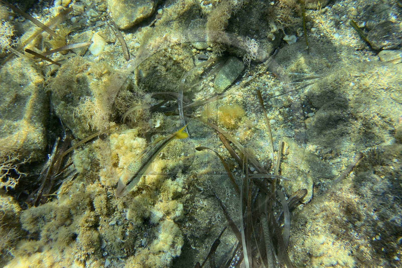 France, Var (83), Rayol-Canadel-sur-Mer, Domaine du Rayol, le jardin des Méditerranées, propriété du conservatoire du littoral mention obligatoire, le sentier marin