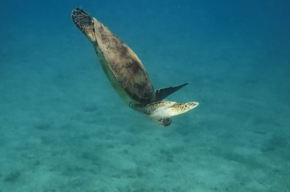 France, Ile de Mayotte, Grande-Terre, Kani-Keli, plage de N’Gouja, tortue (de mer) verte (Chelonia mydas)