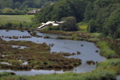 Spain, Basque Country, Biscay Province, Gernika-Lumo region, Urdaibai estuary Biosphere Reserve, Urdaibai Bird Center, flight of a white stork (Ciconia ciconia) above the marsh