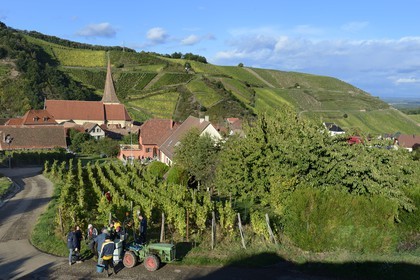 France, Haut Rhin, the Alsace Wine Route, Niedermorschwihr, the village in the vineyard and its church with a twisted steeple, grape harvesting