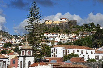Portugal, Madeira Island, Funchal, Fort of St. John with an Araucaria or Norfolk Pine (Araucaria heterophylla or excelsa)
