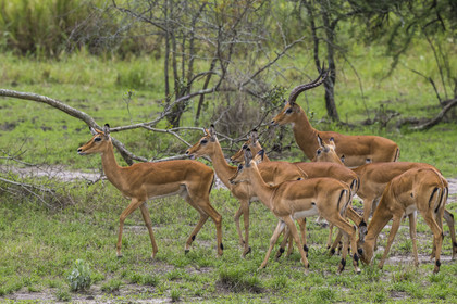 Rwanda, Parc national de l'Akagera, Impala (Aepyceros melampus)