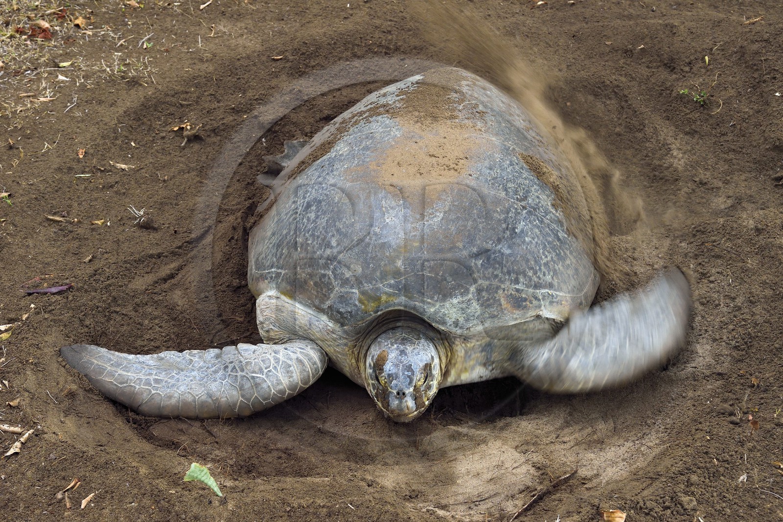 France, Ile de Mayotte, Grande-Terre, Kani-Keli, plage de N’Gouja, le Jardin Maoré, tortue (de mer) verte (Chelonia mydas) recouvrant de sable ses oeufs après la ponte