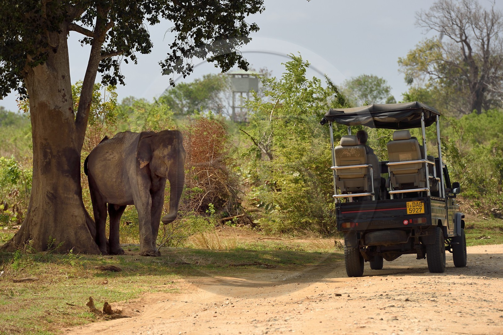 Sri Lanka, province d'Uva, Parc national d'Uda Walawe (Udawalawe National Park), touristes en 4x4 observant des éléphants d'Asie (Elephas maximus)