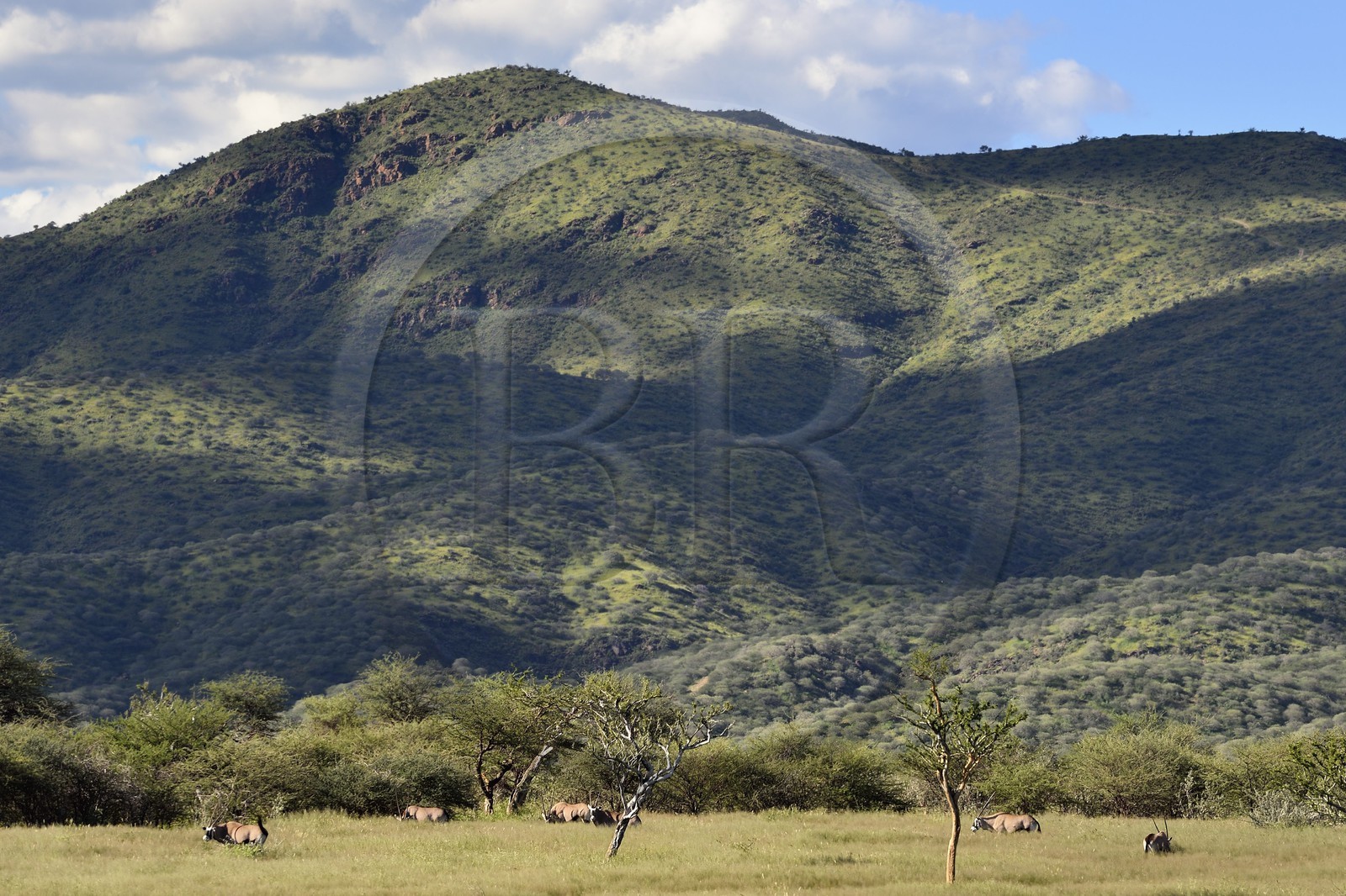 Namibie, région de Khomas, nord de Windhoek, Okapuka Ranch, oryx gazelle ou gemsbok (Oryx gazella)