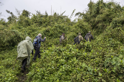 Rwanda, Province du Nord, Parc National des Volcans dans la chaine des Monts Virunga, mont Karisimbi, gardes et pisteurs du Parc accompagnant des touristes à la rencontre des gorilles des montagnes du groupe Susa