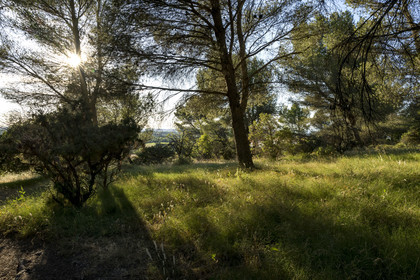 France, Bouches-du-Rhône (13), Tarascon, sous bois de la chapelle Saint-Gabriel sur la colline située à l'emplacement de l'important carrefour d'Ernaginum où se croisaient dans l'Antiquité la via Domitia, la via Aurelia et la via Agrippa