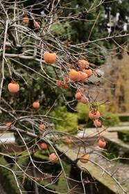 Spain, Andalusia, Granada, Alhambra Palace, Jiro persimmon fruit