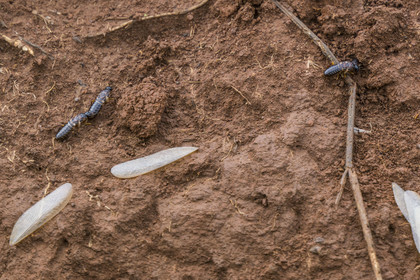 Rwanda, Parc national de l'Akagera, termites qui ont perdues leurs ailes sur leur termitière