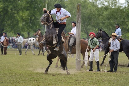 Argentine, province de Buenos Aires, San Antonio de Areco, fête du Jour de la Tradition (Dia de la Tradicion), les gauchos prouvent leur habilité à cheval lors d'un rodéo appelé Jineteada gaucha