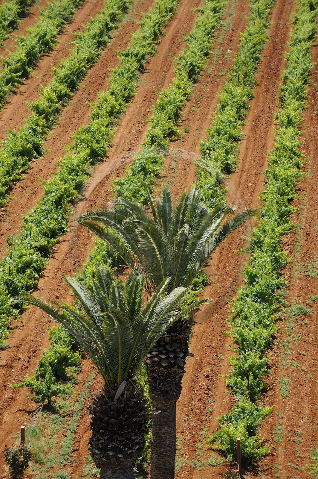 Maroc, région de Meknès, Boufakrane, Les Celliers de Meknès exploitent près de 2000 hectares de vigne Maroc, région de Meknès, Boufakrane, Les Celliers de Meknès exploitent près de 2000 hectares de vigne