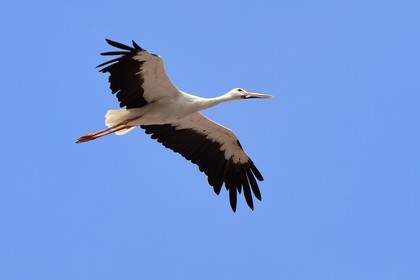 France, Haut Rhin, Eguisheim, stork