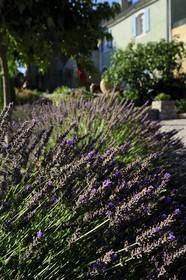France, Var, Provence Verte (Green Provence), Bras village next to Saint Maximin, Le Peyrourier Bed & Breakfast, une campagne en Provence, lavender