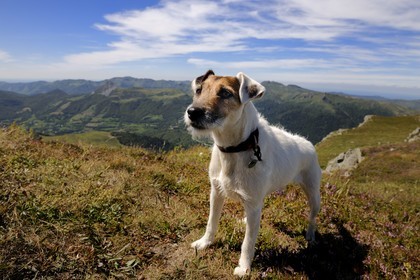 France, Cantal (15), monts du Cantal, Parc Naturel Régional des Volcans d' Auvergne, Parson Russell terrier au sommet du Plomb du Cantal (1855m)