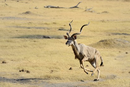 Zimbabwe, Matabeleland North Province, Hwange National Park, greater kudu (Tragelaphus strepsiceros) running