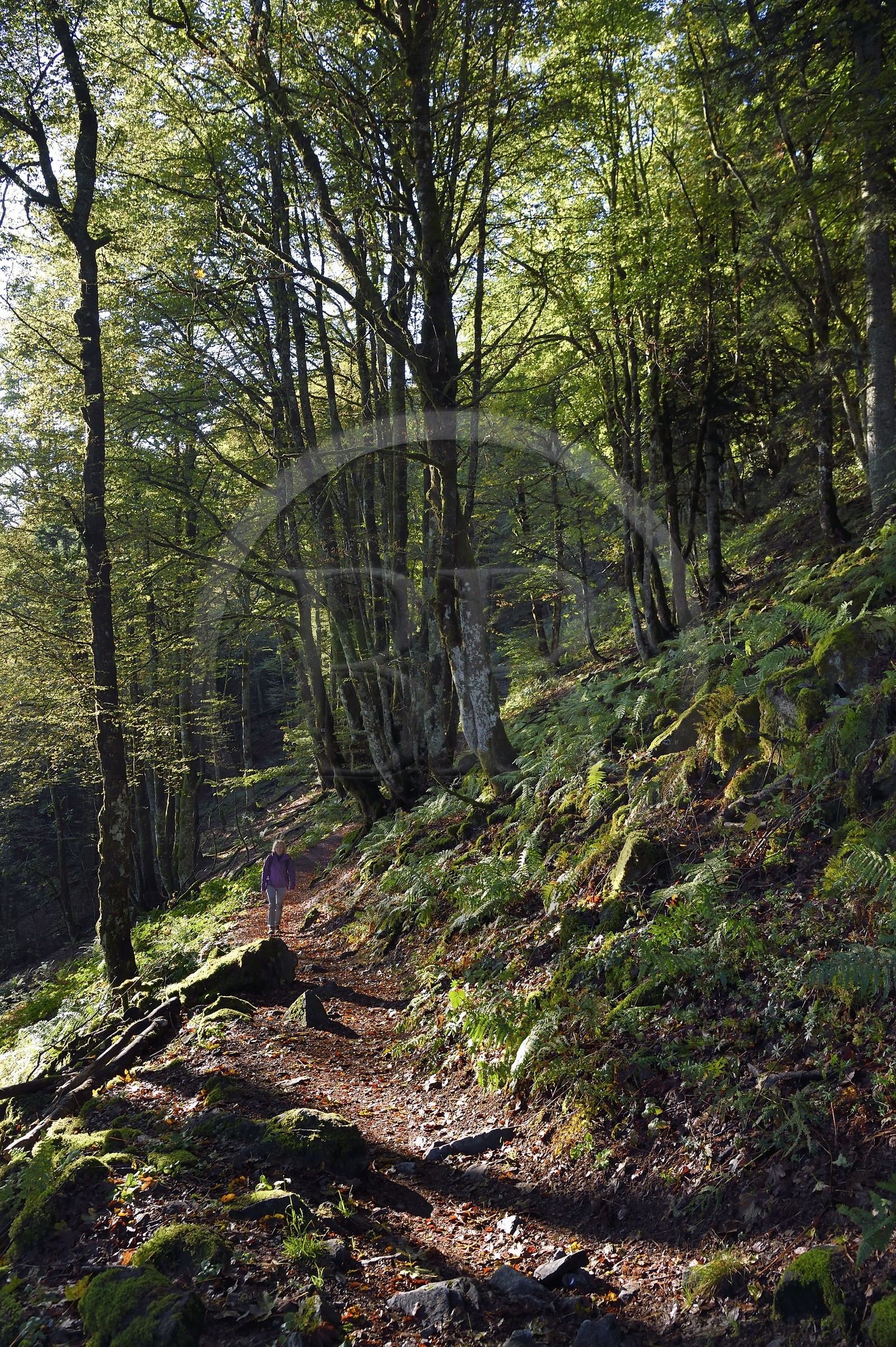 France, Vosges (88), Parc naturel régional des ballons des Vosges, Saint-Maurice-sur-Moselle, randonneur marchant vers le Col des Perches non loin de Gazon Rouge