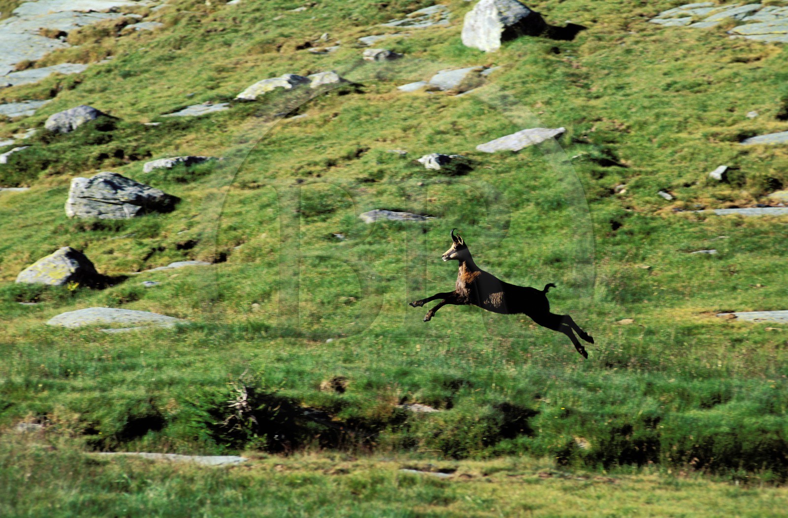 France, Alpes-Maritimes (06), Fontanalbe, parc national du Mercantour, Vallée des Merveilles, chamois