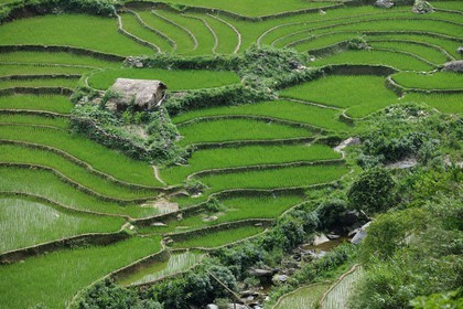 Vietnam, Lao Cai province, North-West Sapa district, rice plantations in terraces