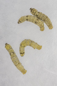 France, Gard, Monoblet, Atelier Sericyne is relaunching French sericulture, breeding silkworms and producing exceptional non-woven silk for the production of decorative objects