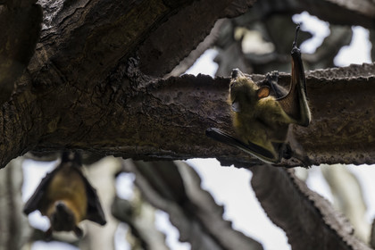 Rwanda, Province de l’Ouest, Karongi (anciennement nommée Kibuye), lac Kivu, Ile Napoléon ou Tembabagoyi, Roussette paillée africaine ou Roussette des palmiers africaine ou Roussette jaune (Eidolon helvum) dans un Euphorbe candélabre