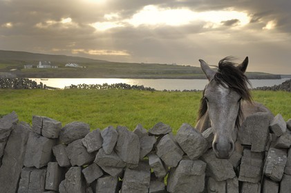 Irlande, Comté de Galway, Aran Islands, Inishmore, cheval dans une parcelle devant la baie de Kilmurvey