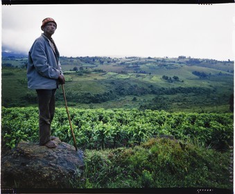 Burundi, Bujumbura Province, Ijenda area, Tutsi man in the hills and tea plantations (4x5 reversal film reproduction)