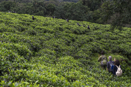 Rwanda, Province de l’Ouest, Gisakura, Parc national de Nyungwe, le garde de African Parks Claver Mtoyinkima guidant des touristes sur la piste des Colobes de Ruwenzori (Colobus angolensis ruwenzorii) pendant un safari à pied dans la forêt tropicale humide naturelle bordée par les plantations de thé