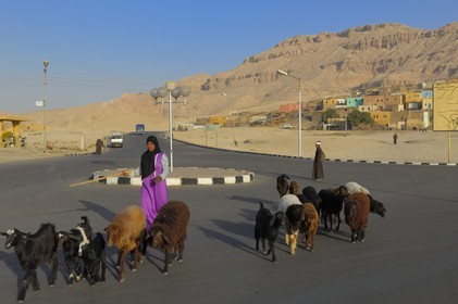 Egypte, Haute Egypte, vallée du Nil, environs de Louxor, Thèbes Ouest, nécropole thébaine, village de Gournah, femme et son troupeau de chèvres