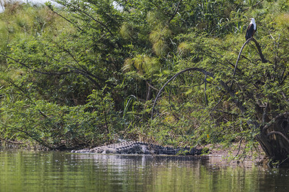 Rwanda, Parc national de l'Akagera, le lac Ihema, crocodile du Nil (Crocodylus niloticus) sous un Aigle pecheur d'Afrique ou Pygargue vocifer (Haliaeetus vocifer)