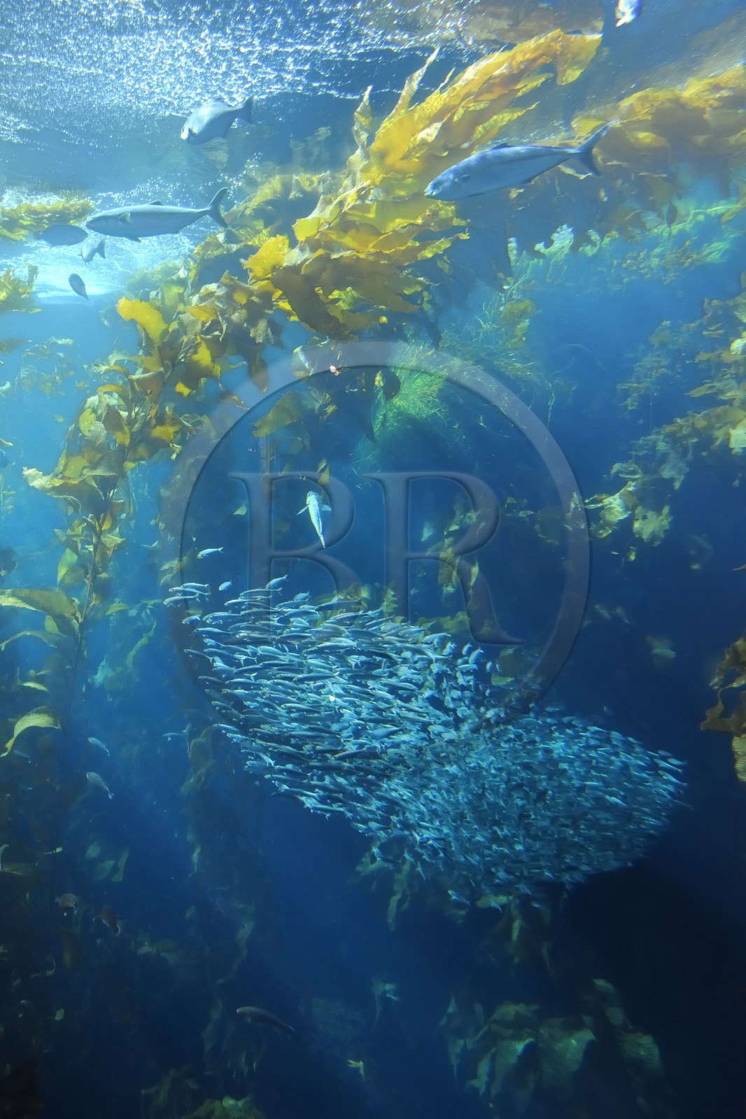 Etats-Unis, Californie, Monterey, le Monterey Bay Aquarium dans Cannery Row