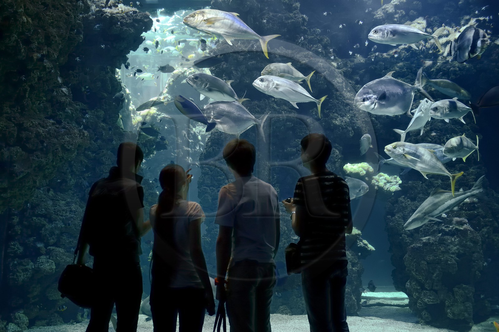 Principauté de Monaco, Monaco, le musée océanographique, aquarium du Lagon au Requins