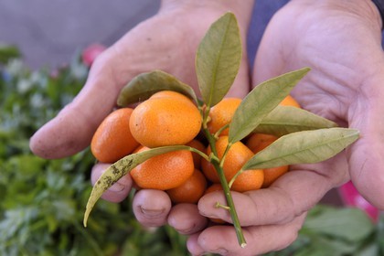 France, Alpes-Maritimes (06), Menton, marché couvert, halle municipale, kumquats
