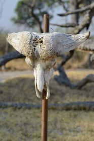 Zimbabwe, Matabeleland North Province, Hwange National Park, buffalo skull at Kennedy Camp