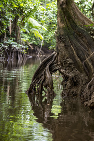 France, French Guiana, Kourou, Maripas camp in the rainforest, Pterocarpus officinalis with large undulating buttresses or moutouchi-marsh in Guyanese Creole in a creek, small river, tributary of the Kourou River