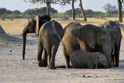 Zimbabwe, Matabeleland North Province, Hwange National Park, wild african elephants (Loxodonta africana) in the savannah