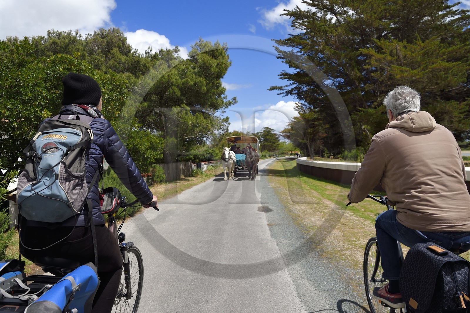 France, Charente-Maritime (17), Ile d'Aix, cyclistes faisant la véloroute La Flow Vélo croisant la calèche France, Charente-Maritime (17), Ile d'Aix, cyclistes faisant la véloroute La Flow Vélo croisant la calèche