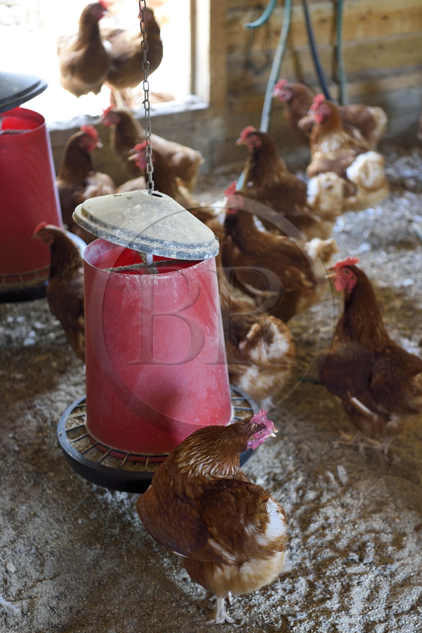 France, Var (83), Provence Verte, Correns, 1er village bio de France, le Poulailler de Lea, poules pondeuses de l'agricultrice bio Lea Brunet