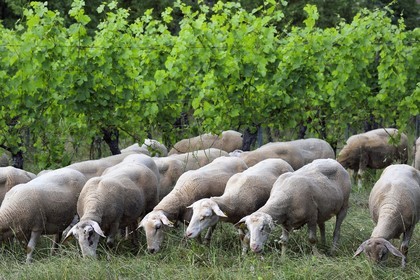 France, Bas Rhin, the Alsace Wine Route, Traenheim, Wine estate MULLER Charles & Fils, the folivorous sheep between the vines allow an organic maintenance
