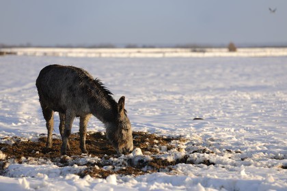 France, Manche, Cotentin, marshes of Grand Vey, donkey