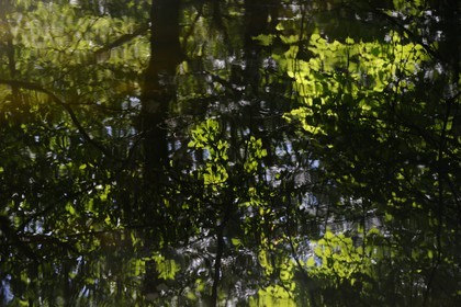France, Var (83), Provence Verte, Tourves, rivière du Caramy dans les Gorges du Caramy