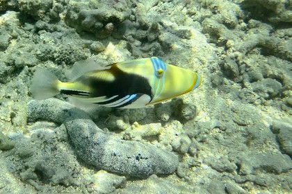 France, Ile de la Reunion, Côte Ouest, Saint-Gilles-Les-Bains (commune de Saint-Paul), le récif corallien du lagon de l'Ermitage et de La Saline-Les-Bains, baliste-Picasso (Rhinecanthus aculeatus) (vue sous-marine)