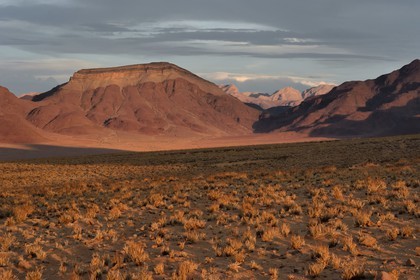 Namibie, région de Hardap, désert du Namib à l'Est du parc national Namib Naukluft vers Sossusvlei, plaine du désert recouverte d'herbe au coucher de soleil et la chaine de montagnes de Zaris