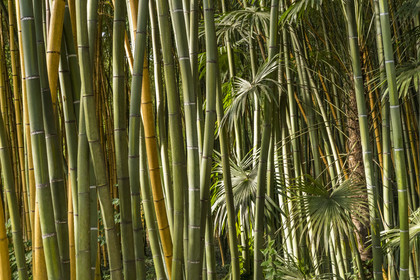 France, Gard, Generargues towards Anduze, Bambouseraie en Cévennes (Bamboo garden), bamboo forest