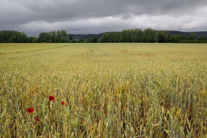 France, Eure (27), region de Giverny, champ de blé et coquelicots