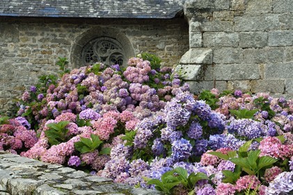 France, Finistere (29), Nevez, hydrangeas in front of the chapelle of Tremorvezen