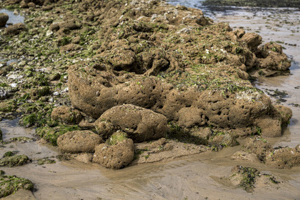France, Charente-Maritime (17), Ile d'Oléron, Saint-Georges-d'Oléron, sur l’estran de la plage des Sables Vignier à marée basse, biostructure batie par les vers marins hermelles (Sabellaria alveola), ils réalisent des tubes en collant grains de sable et fragments de coquillage
