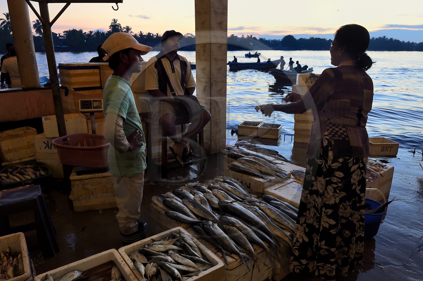 Sri Lanka, Province de l'Ouest, Negombo, vente de la peche de la nuit à la halle aux poisson du port