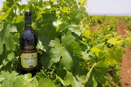 Morocco, Meknes Tafilalet Region, near Meknes, Boufakrane, Les Celliers de Meknes, wine production